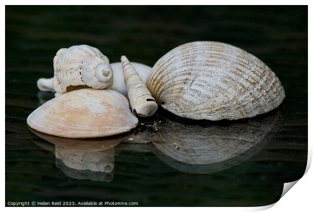 Seashells Print by Helen Reid