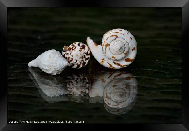 Spiral seashells Framed Print by Helen Reid