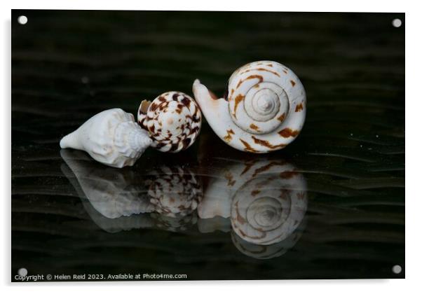 Spiral seashells Acrylic by Helen Reid