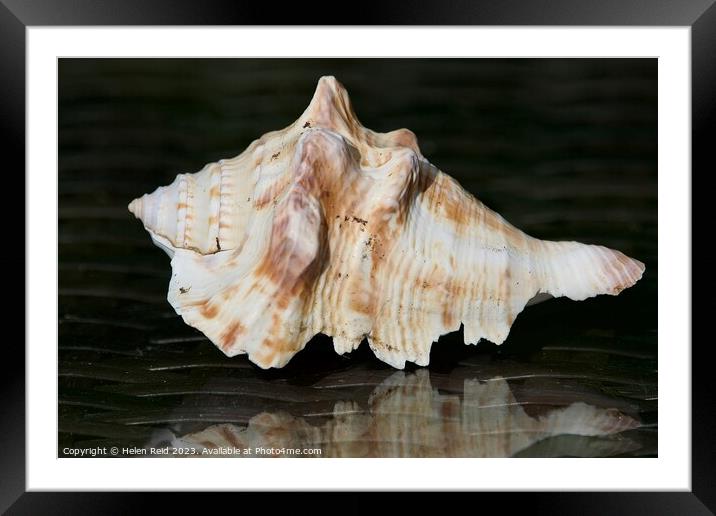 Seashell  Framed Mounted Print by Helen Reid