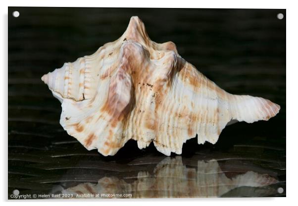 Seashell  Acrylic by Helen Reid