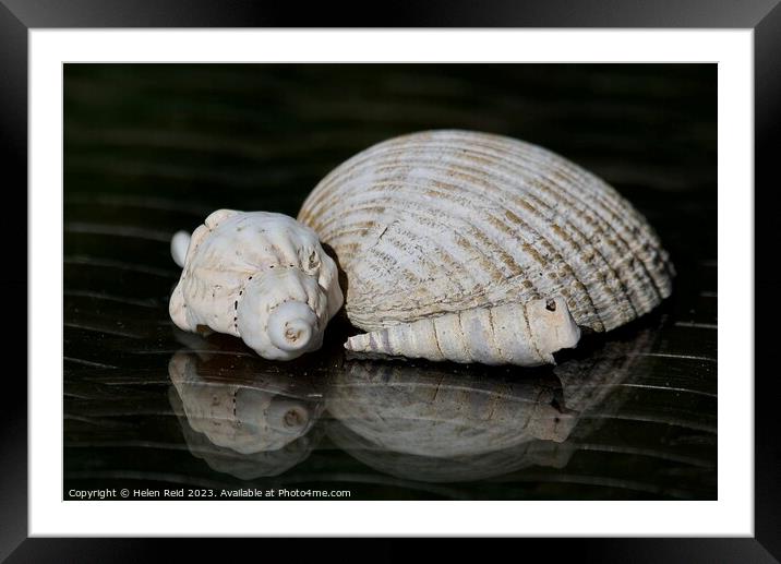 Abstract collection of seashells Framed Mounted Print by Helen Reid