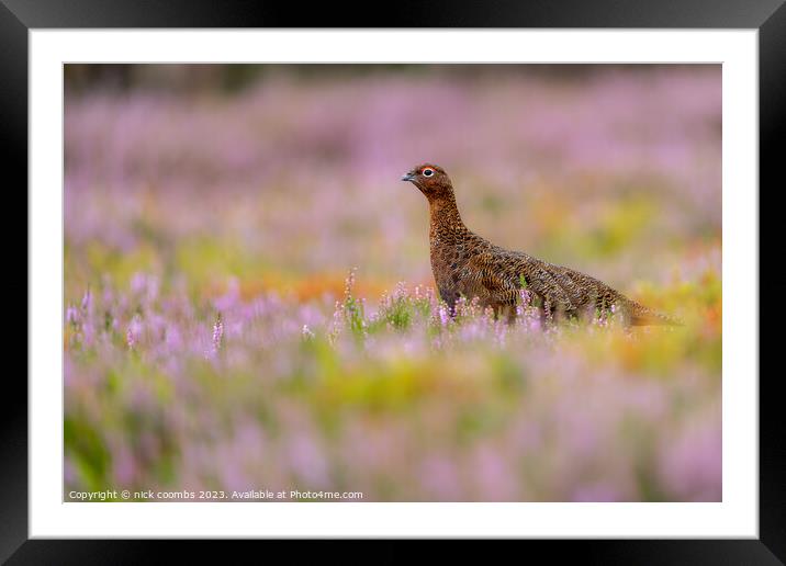 Grouse Amidst Blossoming Heather Framed Mounted Print by nick coombs