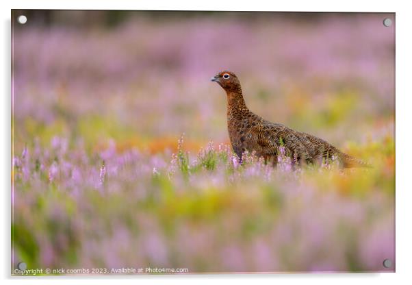 Grouse Amidst Blossoming Heather Acrylic by nick coombs