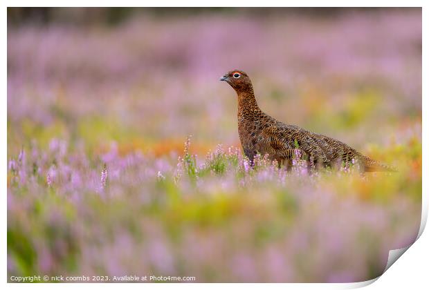 Grouse Amidst Blossoming Heather Print by nick coombs
