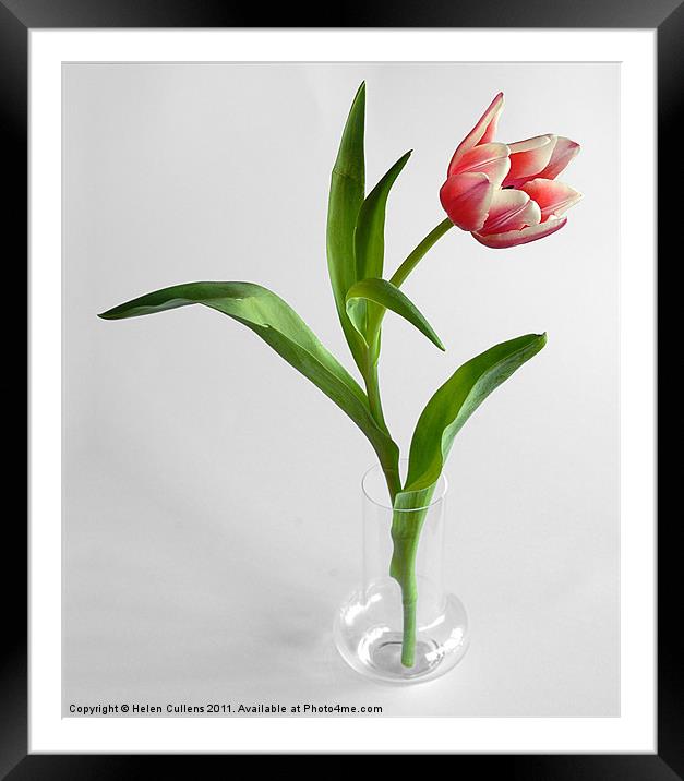 TULIP Framed Mounted Print by Helen Cullens