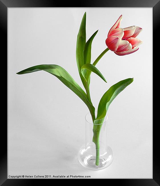 TULIP Framed Print by Helen Cullens