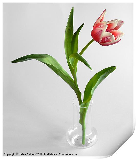 TULIP Print by Helen Cullens