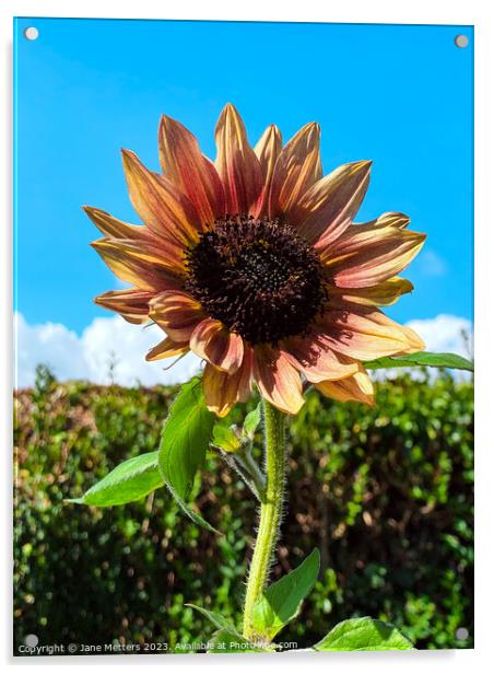 Sunflower  Acrylic by Jane Metters
