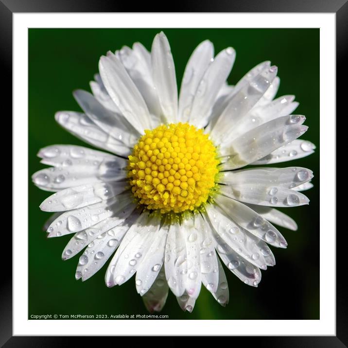 Daisy's Delicate Dance with Raindrops Framed Mounted Print by Tom McPherson