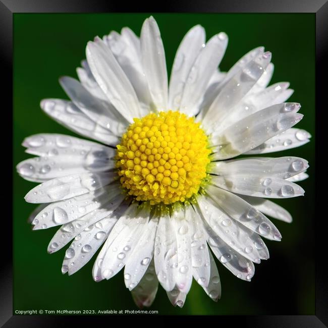 Daisy's Delicate Dance with Raindrops Framed Print by Tom McPherson