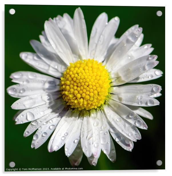 Daisy's Delicate Dance with Raindrops Acrylic by Tom McPherson