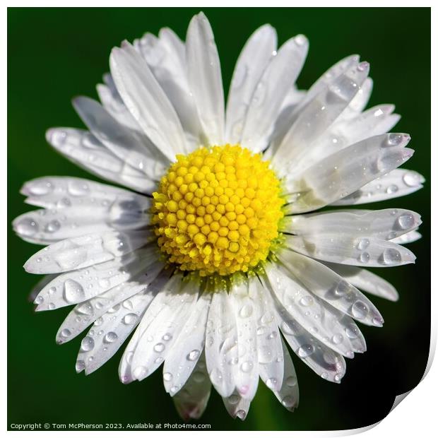 Daisy's Delicate Dance with Raindrops Print by Tom McPherson