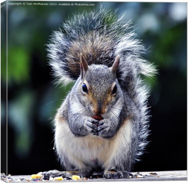 Intricate Portrait of a British Grey Squirrel Canvas Print by Tom McPherson