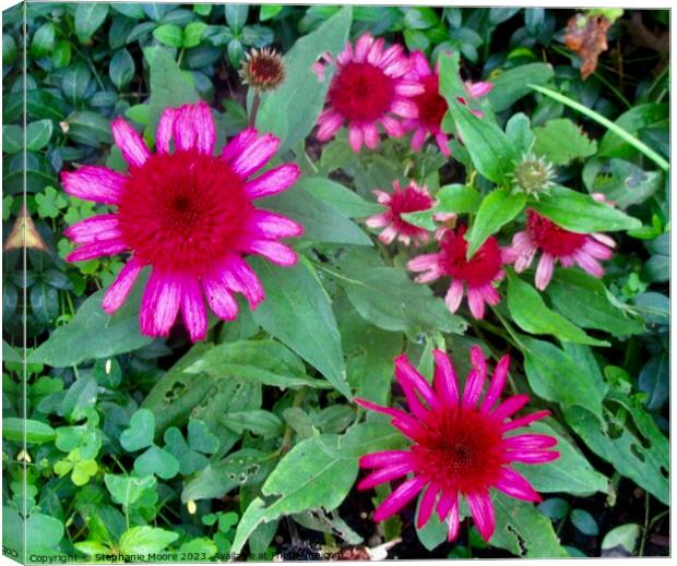 Pink flowers Canvas Print by Stephanie Moore