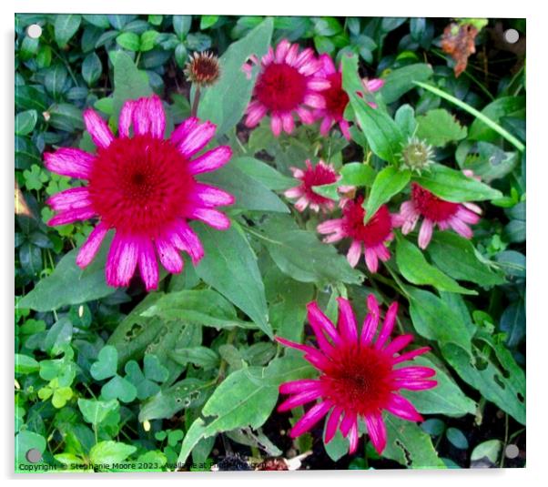 Pink flowers Acrylic by Stephanie Moore