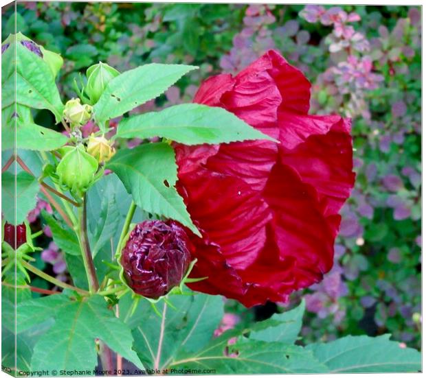Red Hibiscus Canvas Print by Stephanie Moore