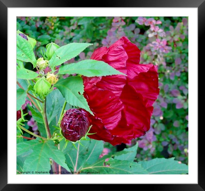 Red Hibiscus Framed Mounted Print by Stephanie Moore