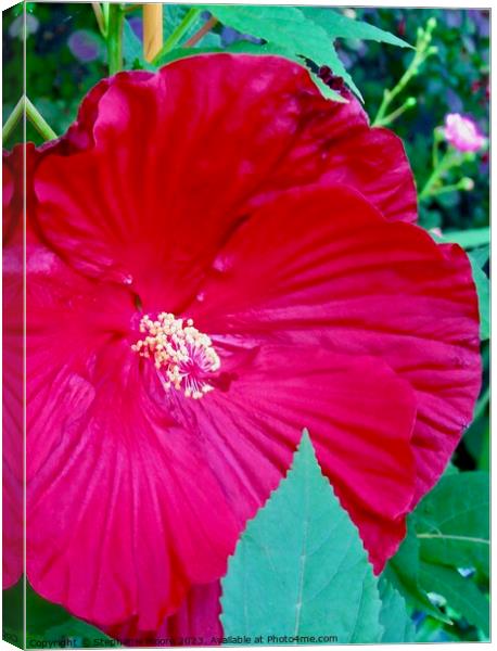 Red Hibiscus Canvas Print by Stephanie Moore