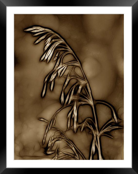Wild Grass in Sepia Framed Mounted Print by Kathleen Stephens