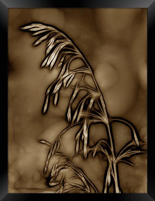 Wild Grass in Sepia Framed Print by Kathleen Stephens