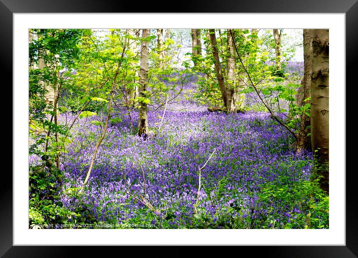 Enchanting Derbysire Bluebell Woodland Framed Mounted Print by john hill