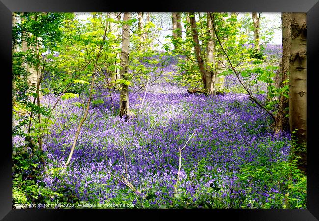 Enchanting Derbysire Bluebell Woodland Framed Print by john hill