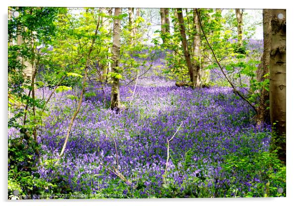 Enchanting Derbysire Bluebell Woodland Acrylic by john hill