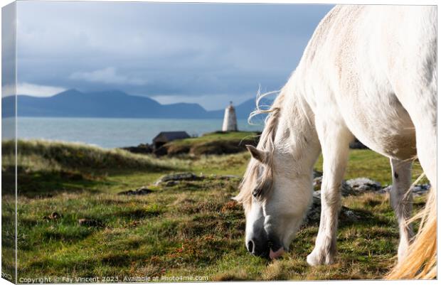 A horse standing by coastal lighthouse scene Goleudy Tŵr Mawr, Anglesey Canvas Print by Fay Vincent