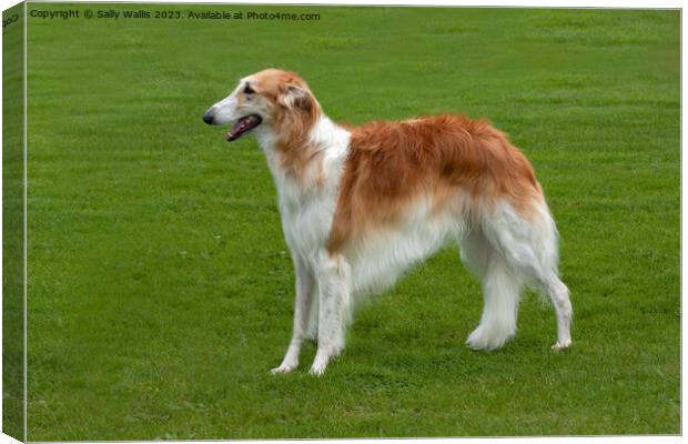 Borzoi standing in field Canvas Print by Sally Wallis