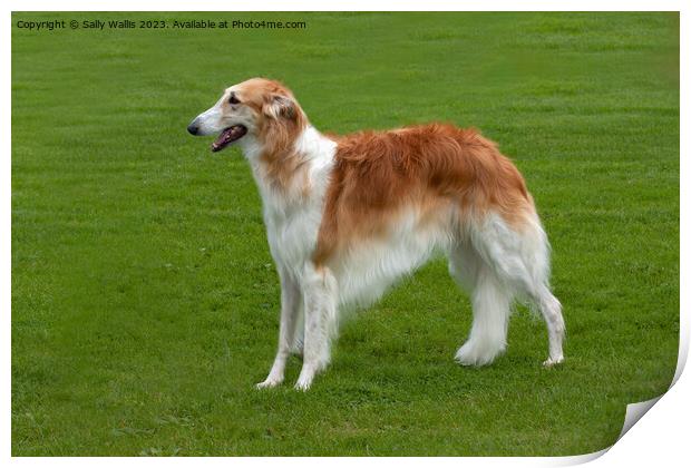 Borzoi standing in field Print by Sally Wallis