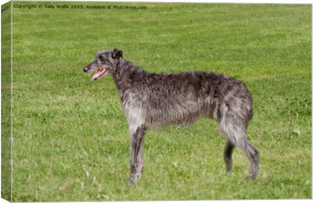 Deerhound in long grass Canvas Print by Sally Wallis