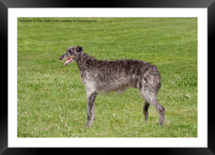 Deerhound in long grass Framed Mounted Print by Sally Wallis