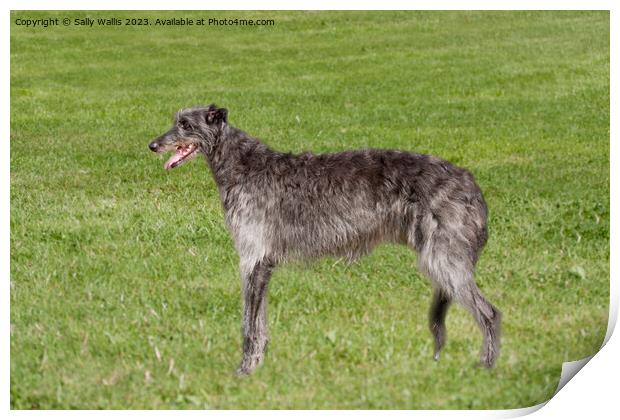 Deerhound in long grass Print by Sally Wallis