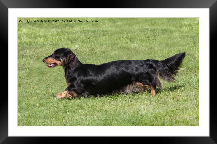 Black & tan long-haired dachshund Framed Mounted Print by Sally Wallis