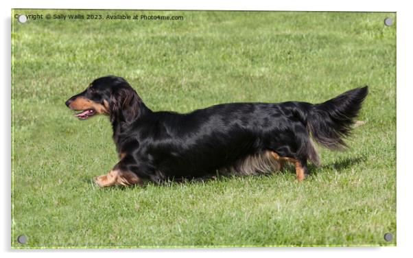 Black & tan long-haired dachshund Acrylic by Sally Wallis