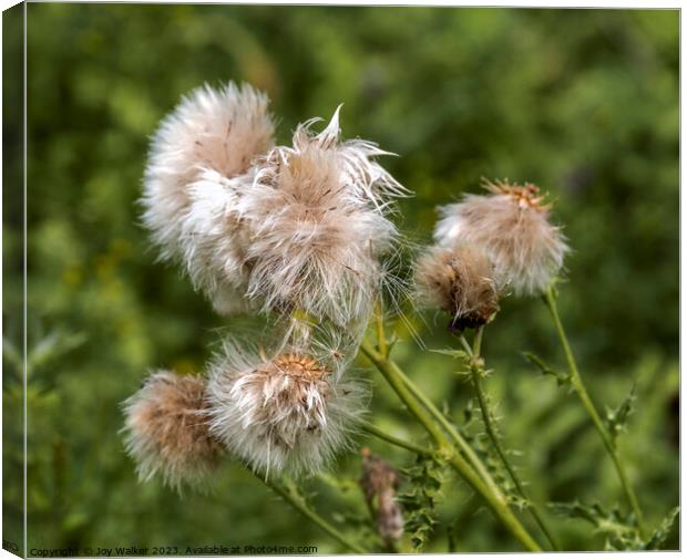 A group of thistle seeds Canvas Print by Joy Walker