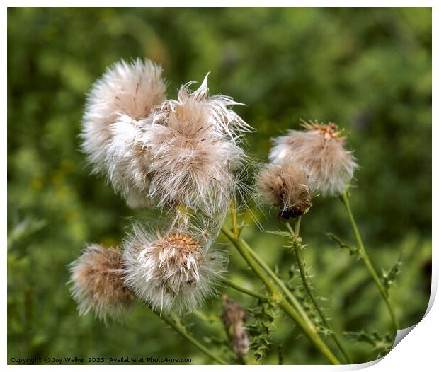 A group of thistle seeds Print by Joy Walker