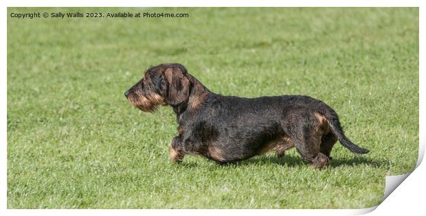 Wire Haired Dachshund Print by Sally Wallis