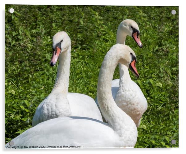 Three mute swans together resting on the river bank Acrylic by Joy Walker