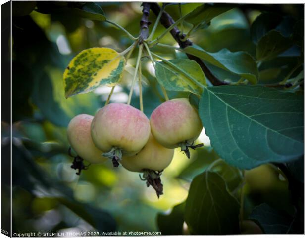 Rosy Crabapple Canvas Print by STEPHEN THOMAS