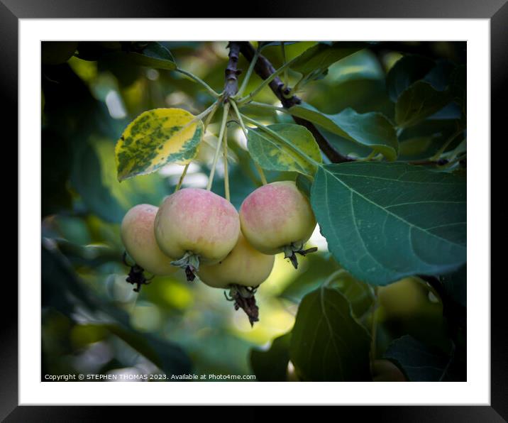 Rosy Crabapple Framed Mounted Print by STEPHEN THOMAS