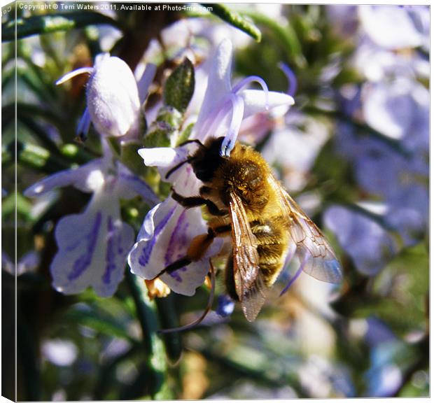 Busy Bee Pollinating Rosemary Canvas Print by Terri Waters