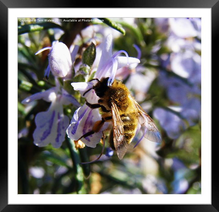 Busy Bee Pollinating Rosemary Framed Mounted Print by Terri Waters