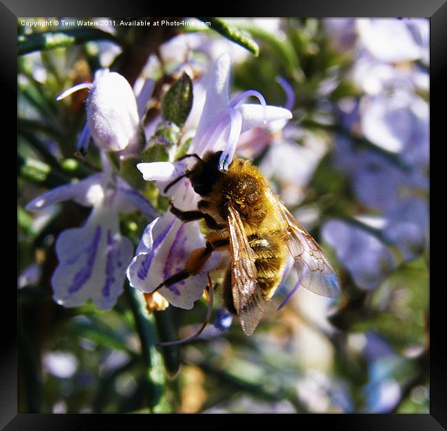 Busy Bee Pollinating Rosemary Framed Print by Terri Waters