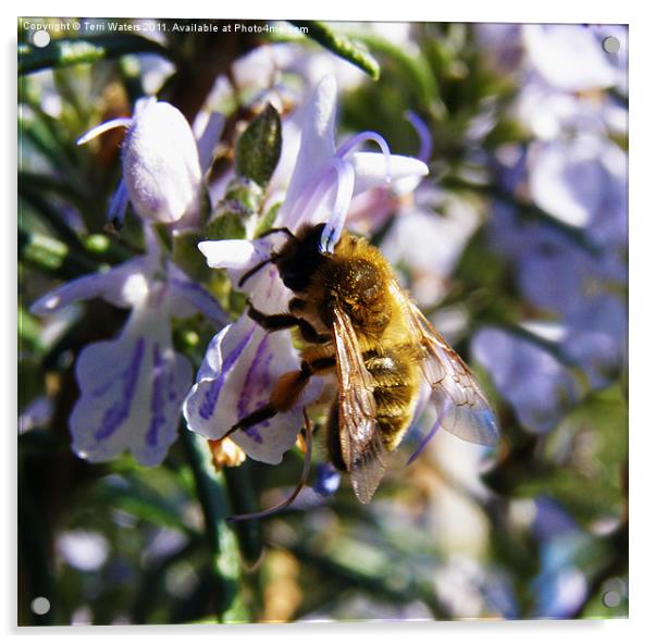 Busy Bee Pollinating Rosemary Acrylic by Terri Waters