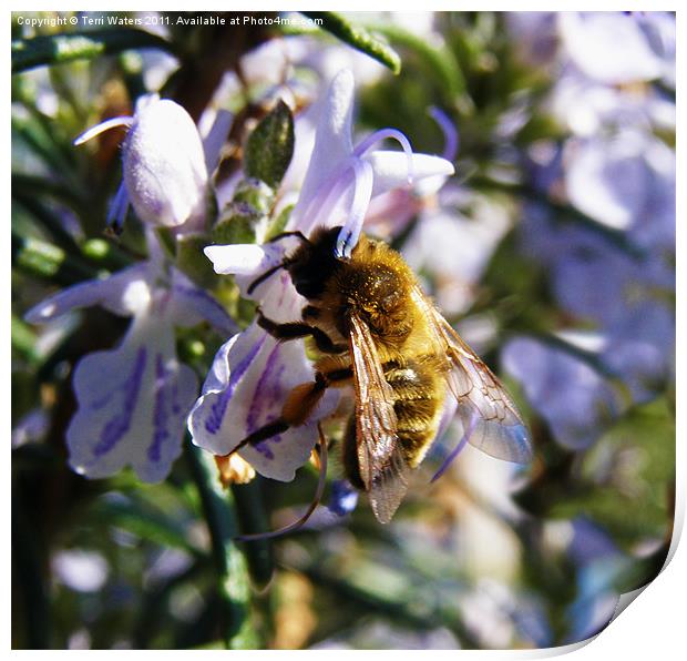 Busy Bee Pollinating Rosemary Print by Terri Waters