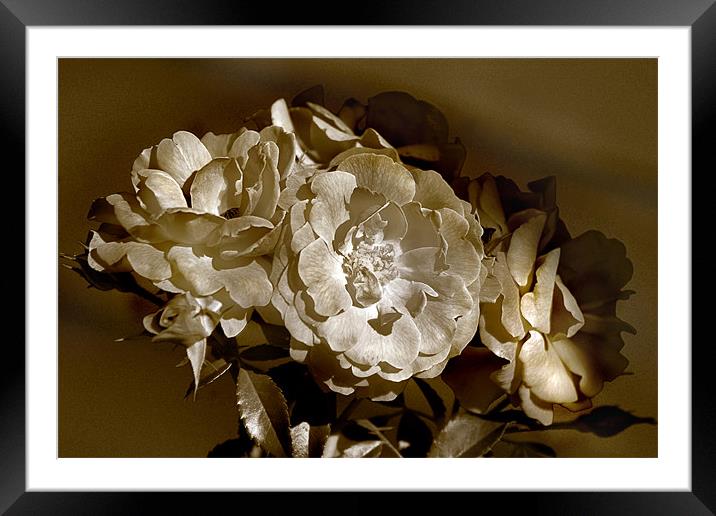 Summer Roses Framed Mounted Print by Kathleen Stephens