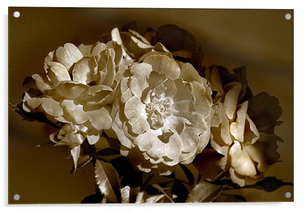 Summer Roses Acrylic by Kathleen Stephens