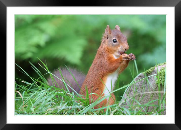 A red squirrel eating a hazelnut  Framed Mounted Print by Gemma De Cet